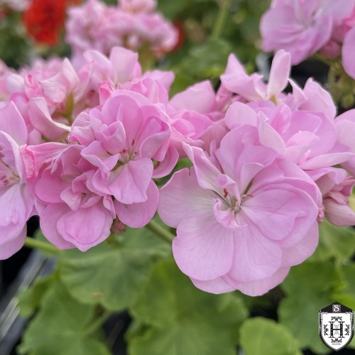 Pelargonium 'Deborah Milliken' - Pelargoon 'Deborah Milliken' 